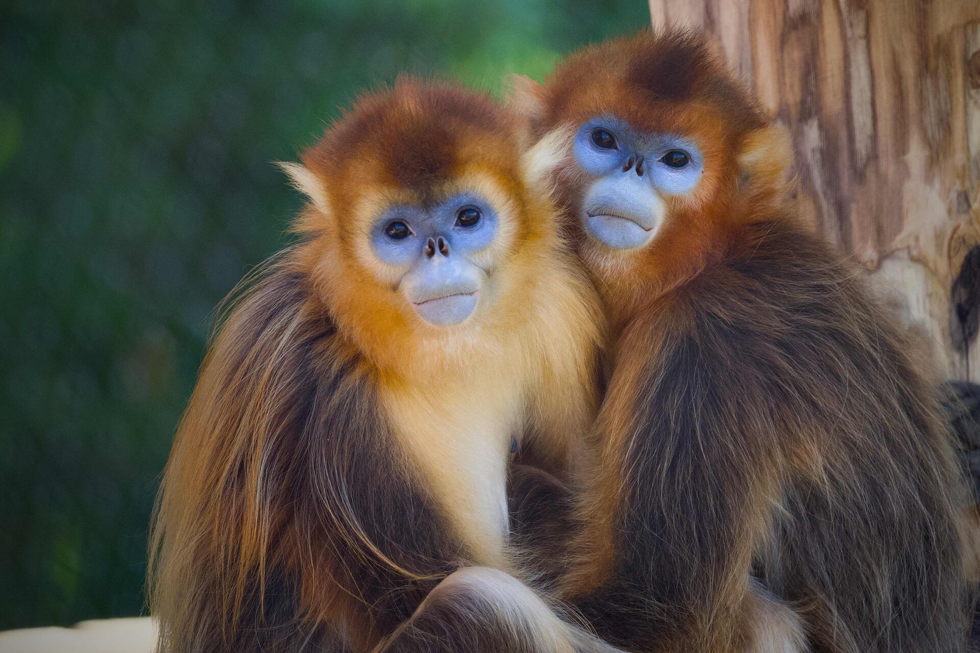 Abediplomati kan blive Kinas næste bløde magtsymbol