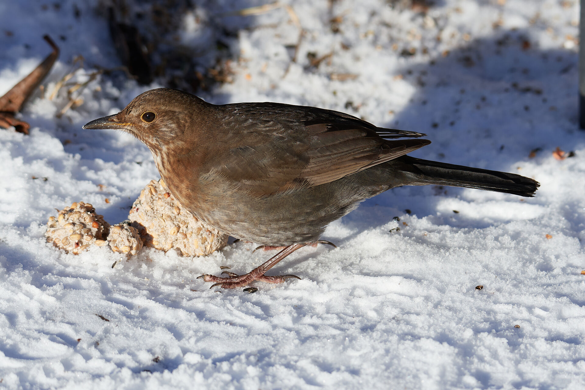 Loven kræver det ikke. Naturen kræver det ikke. Så hvorfor fodrer vi vilde dyr?