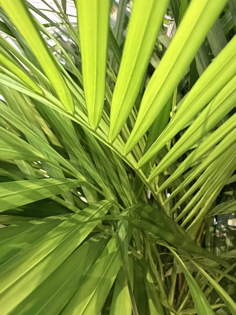 Guldpalmen fra biodiversitetens hotspot