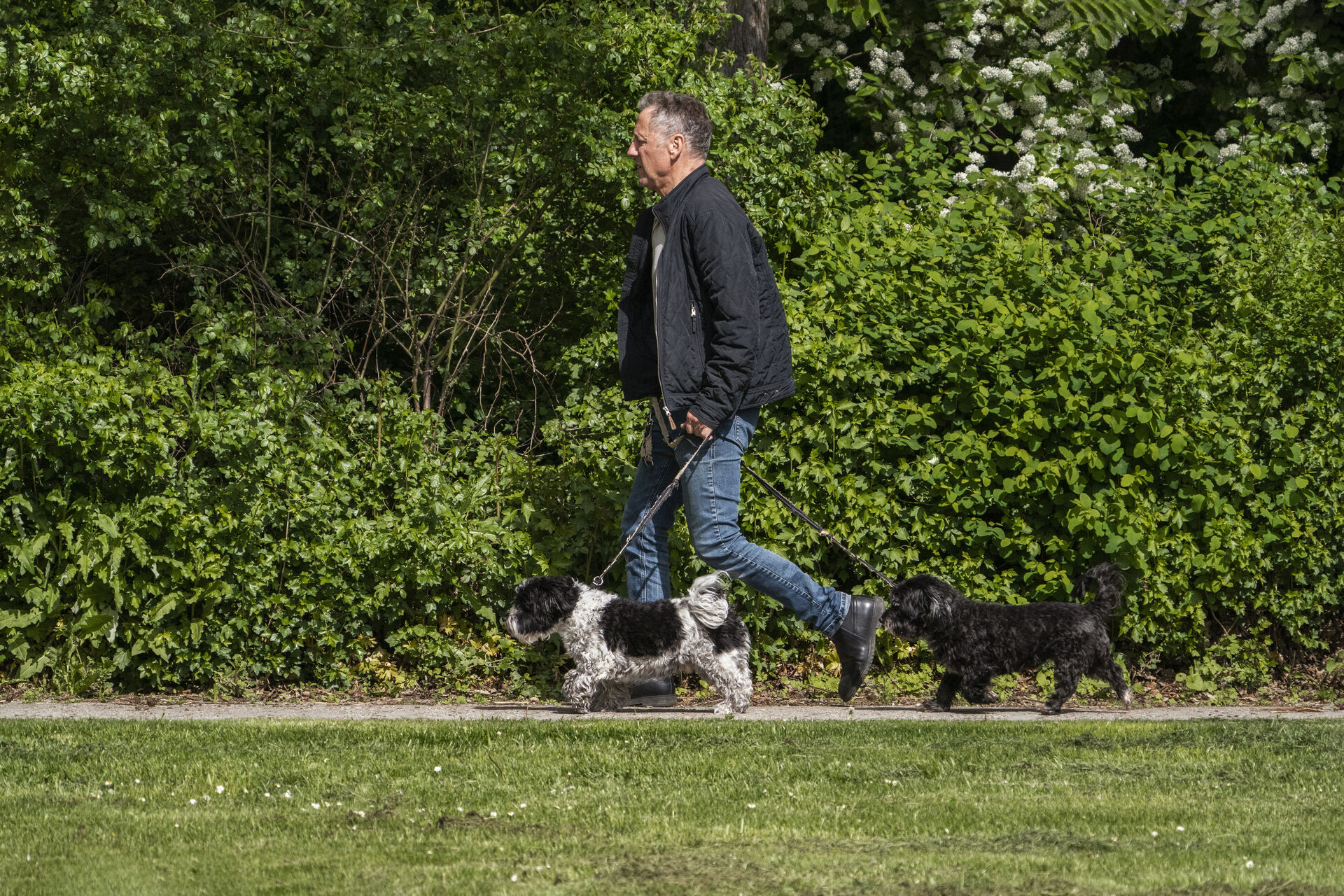 En 15.800 år gammel hund fundet i Tyrkiet er "et kvantespring" i vores forståelse af relationen mellem hund og menneske