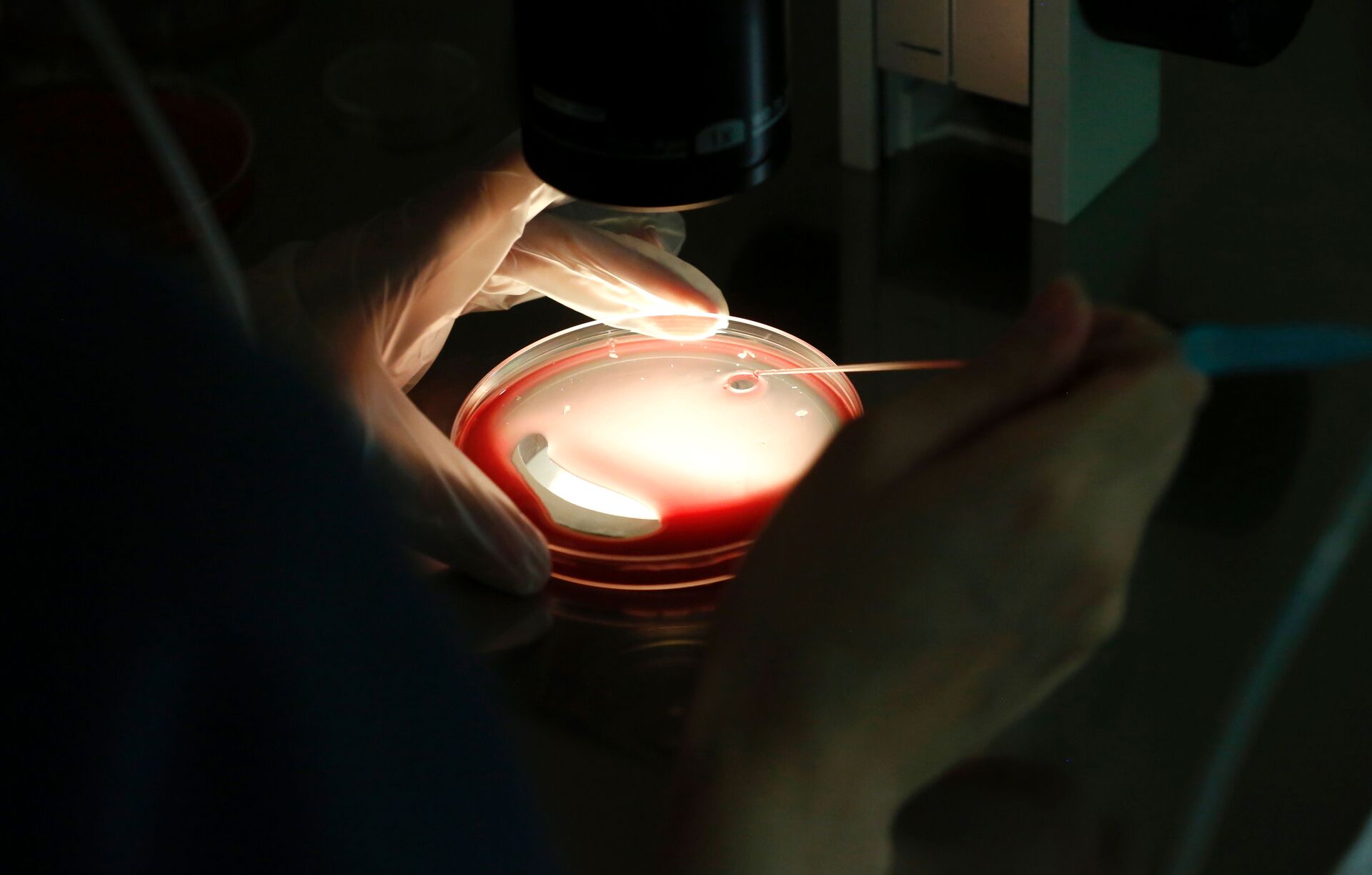 Forældre vil helst bruge danske rugemødre, men langt de fleste tager til udlandet