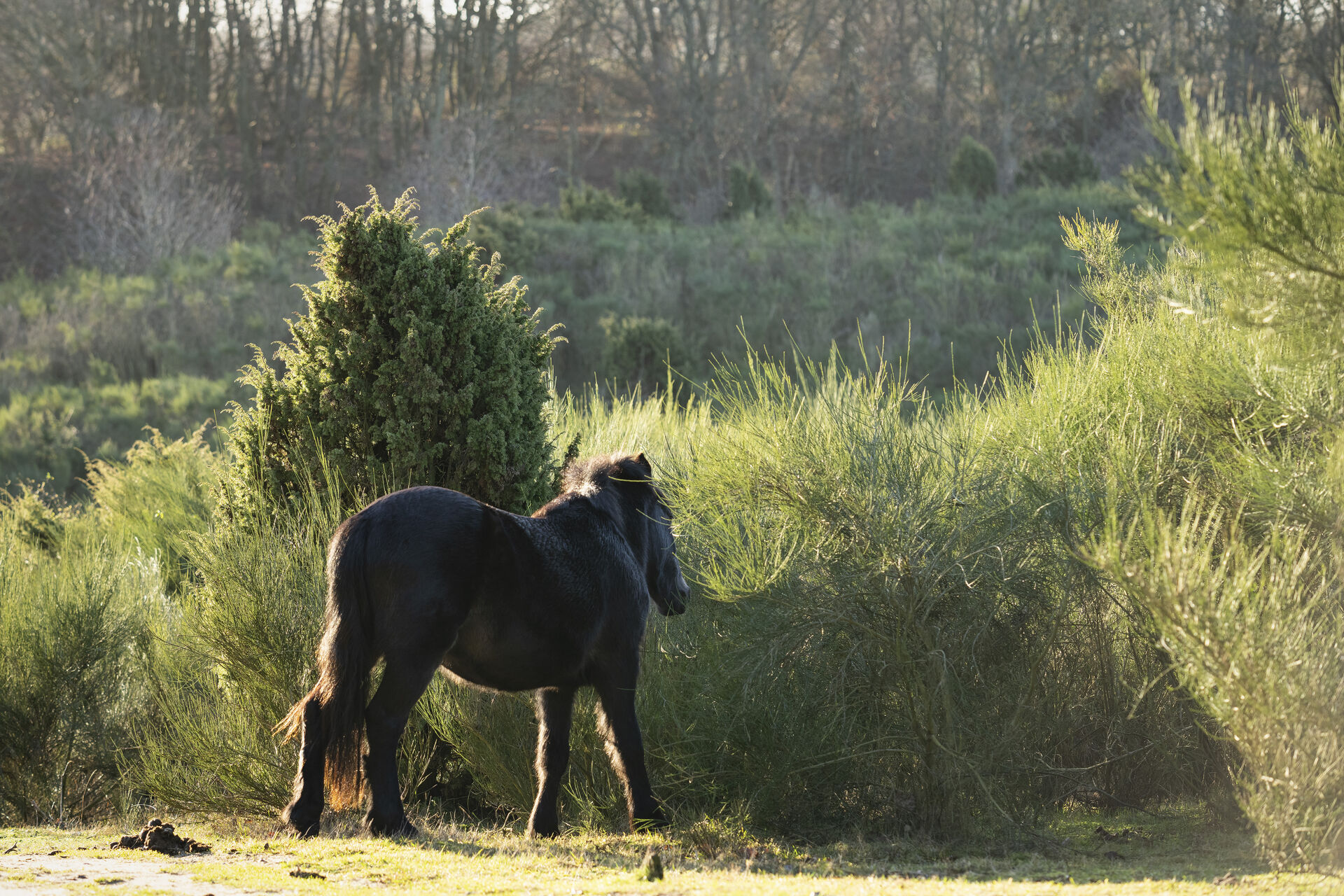Omdiskuteret naturområde får nye ejere, der lover ændringer: 