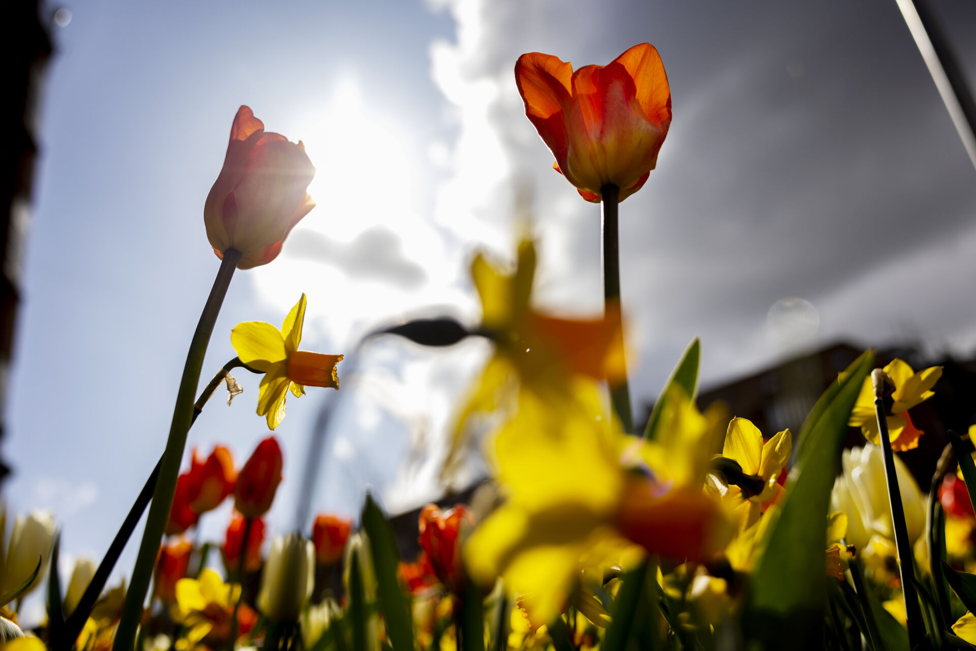 Solrig litteratur: Her er fire nye bøger om naturen, der egner sig perfekt som forårslæsning