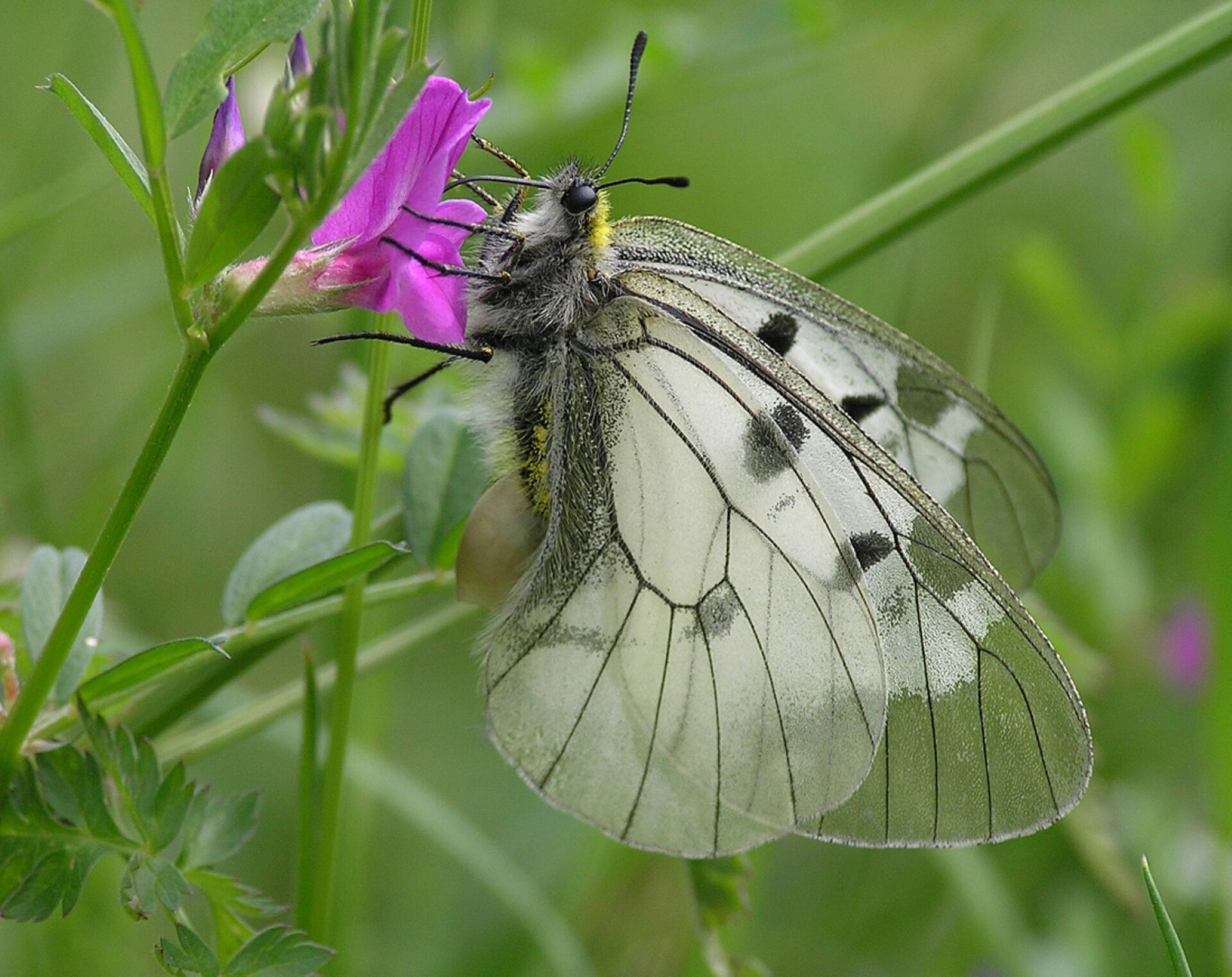 ”Sommerfuglenes panda” specialiserede sig til livet i urgammel natur. Så forsvandt den