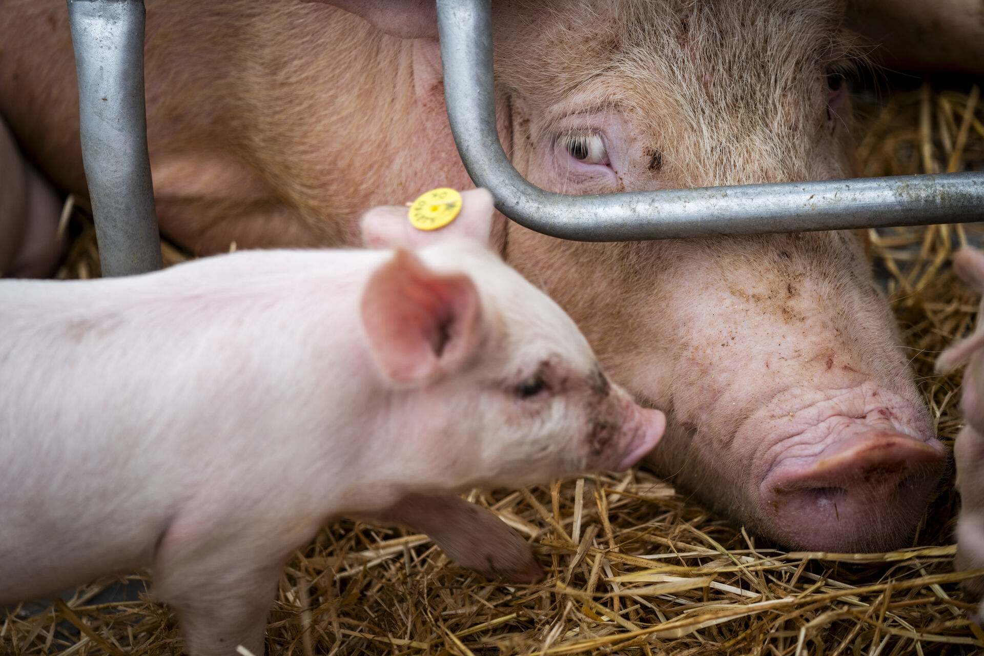 Myndigheder har fundet regelbrud for antibiotika i næsten hver anden svinestald