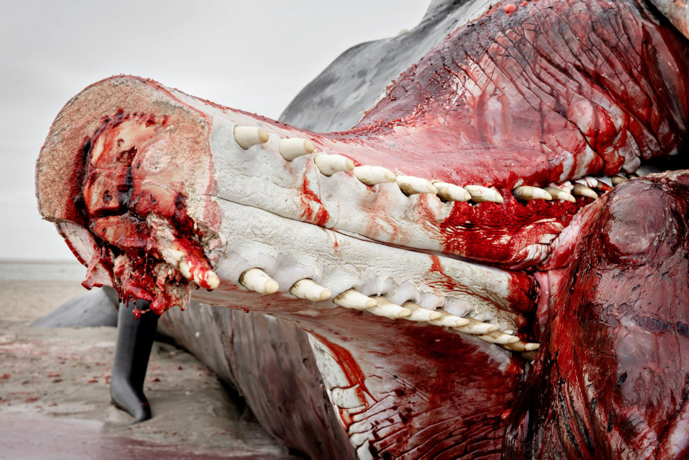 Konservator om stjålen hvalkæbe: Gigantisk opgave at fjerne tænderne