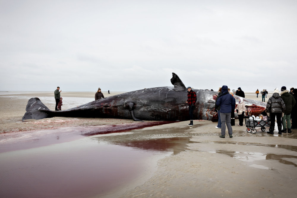 Strandet kaskelothval er igen drevet til havs