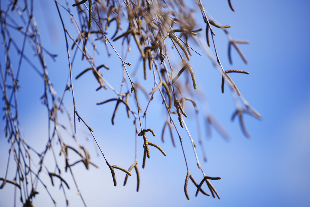 Vind sydfra sender birkepollen til Danmark