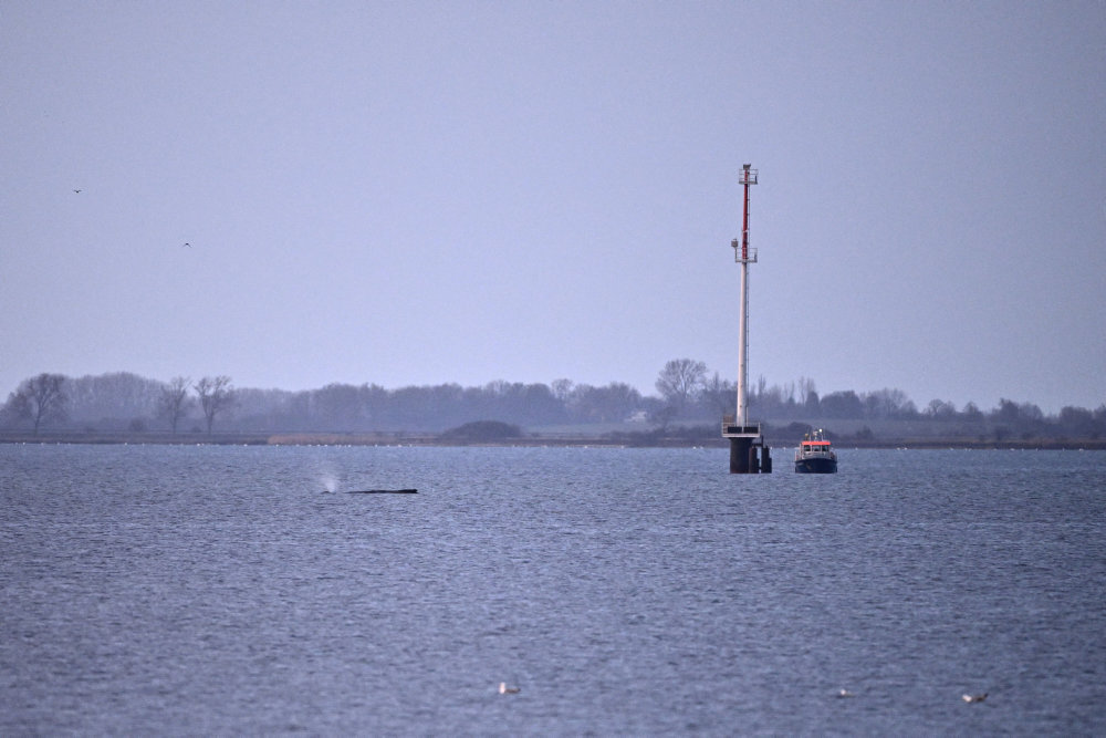 Pukkelhval slipper fri - og strander igen få dage senere