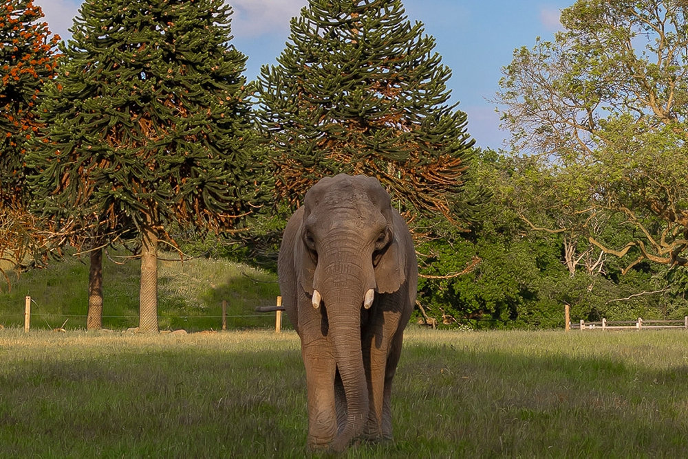 Elefantaflivning efterlader Knuthenborg Safaripark i sorg