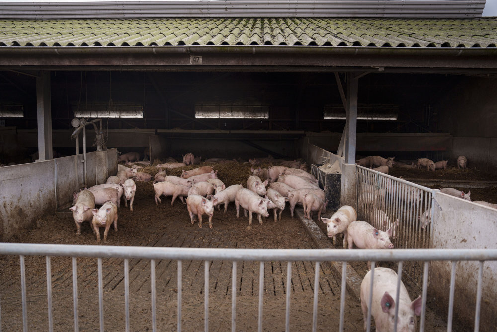 Organisationer kræver strammere kontrol efter kras grisekritik