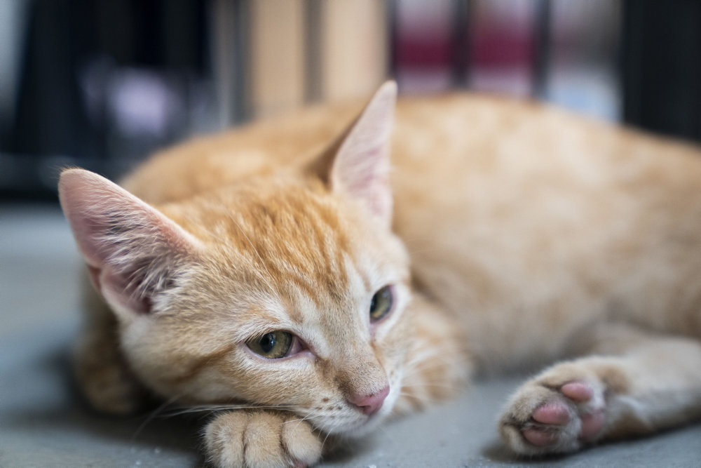 Fremover skal katte ID-mærkes og registreres ligesom hunde