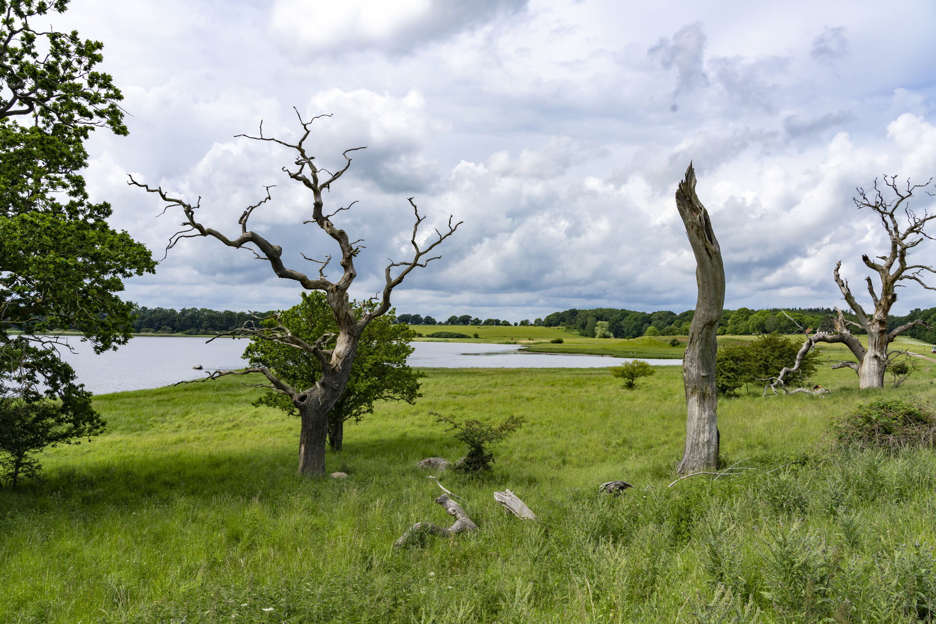 5 stjerner stjerner: En bog, der gør naturen til vores hjem igen