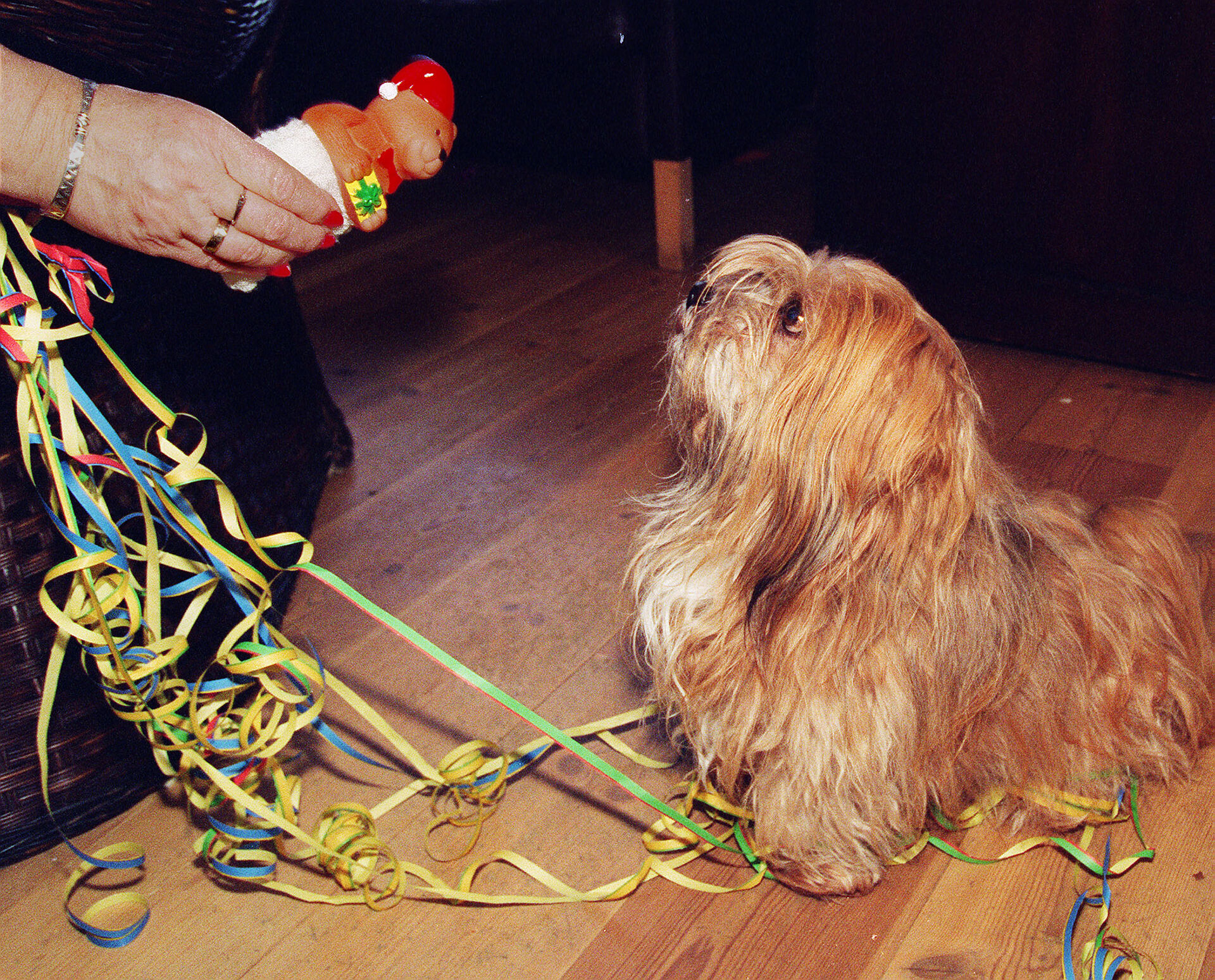 285 hunde og deres ejere tjekker nytårsaften ind hos københavnsk hotelkæde: Vi er helt bookede, og der er venteliste
