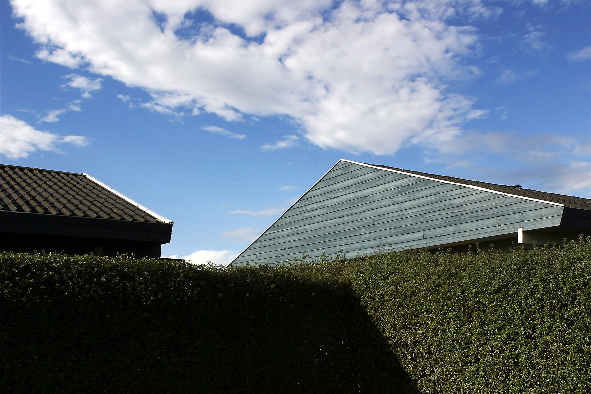 Et stykke dansk havehistorie er under angreb: Ny type skadedyr truer ligusterhækken