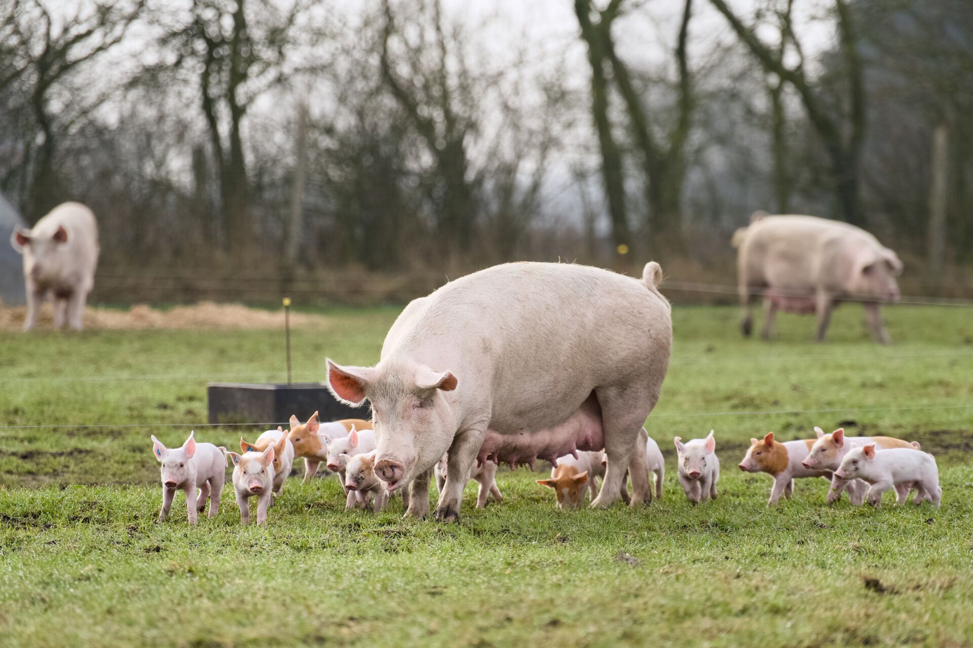 Få dyr har præget den danske fortælling så meget som grisen. Kan fortællingen omstille sig kravene til dyrevelfærd?