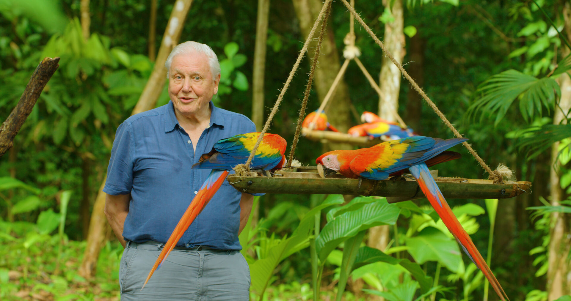 Den store naturformidler David Attenborough hyldes på sin 100-årsfødselsdag
