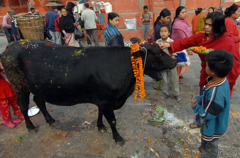 <b>Nepal. Hellige køer er centrum i den religiøse festival</b><br />