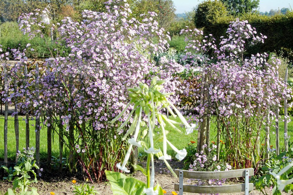 Høstasters, Aster ”Vasterival”, er en skønhed netop nu. I forgrunden toppen af enårig narcistobak, Nicotiana sylvestris.