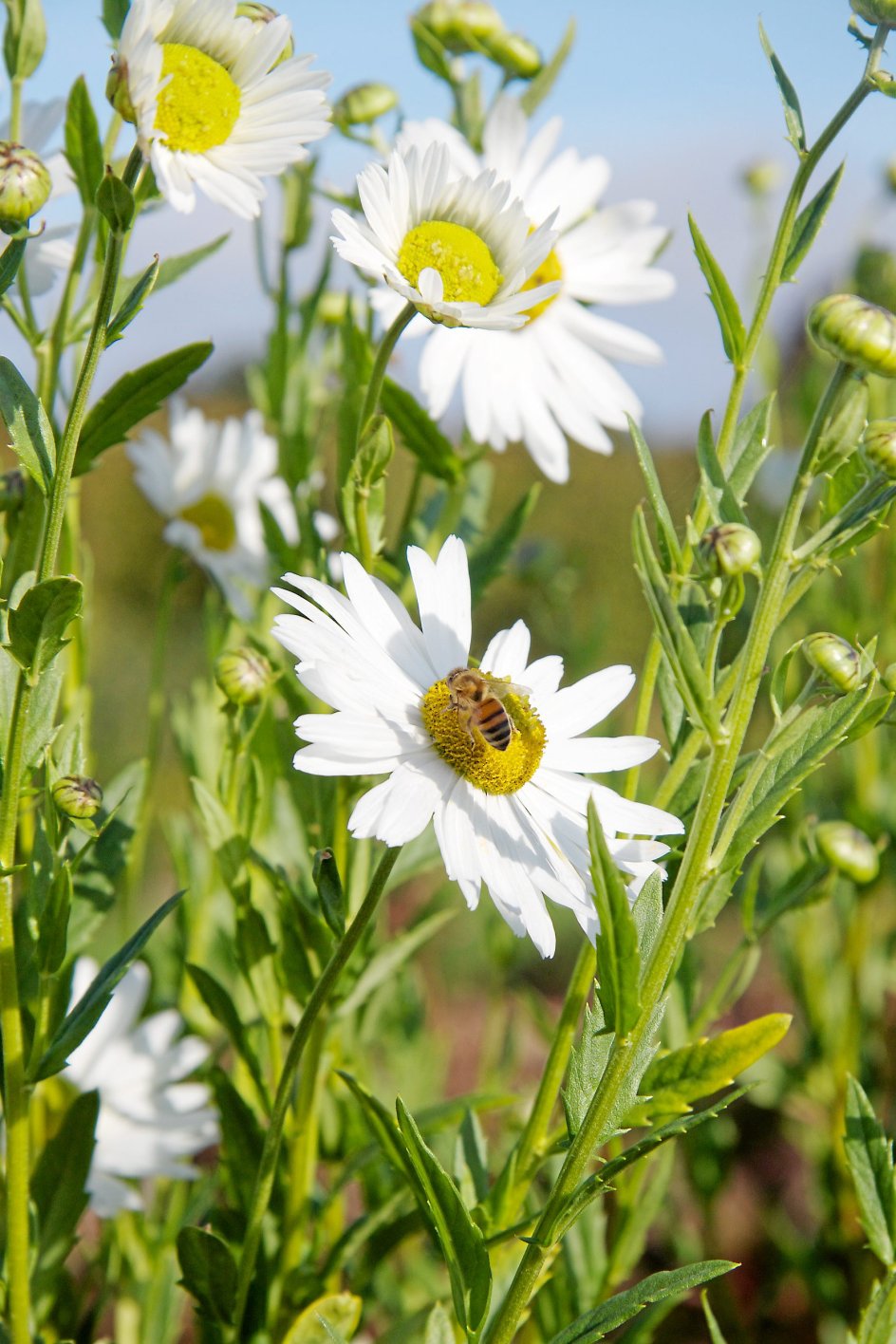 Oktobermarguerit, Leucanthemella serotina, passer perfekt til navnet, og bierne er straks på pletten, når solen skinner. - Alle fotos: Mette Østergaard.