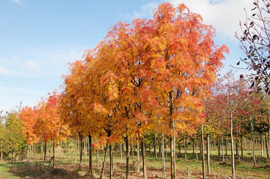 Flammende efterår og høst af tomatfrø | Kristeligt Dagblad
