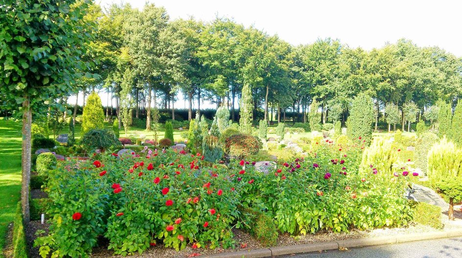 Flere gravere er i samarbejde med deres menighedsråd begyndt at ændre på den traditionelle kirkegårds udseende, når der opstår tomme arealer. I stedet for græs og perlegrus planter de blomster, stauder, buske og træer. Her pibler nye georginer frem midt i alt det stedsegrønne på Gram Kirkegård mellem Ribe og Haderslev på de tomme gravsteder. - 