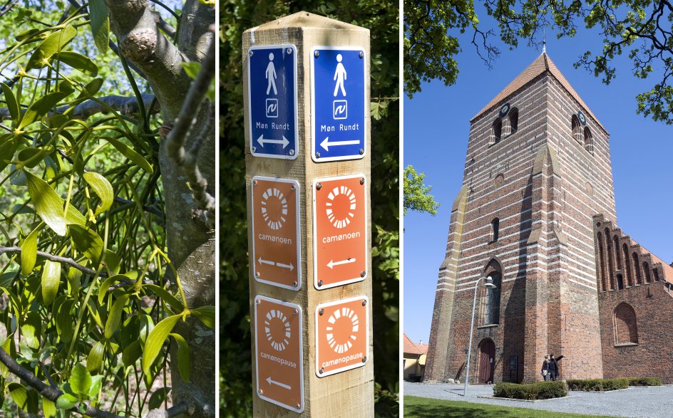 Camønoen er markeret med skilte i landskabet. Oplevelserne er mangeartede fra Stege Kirke med de imponerende kalkmalerier til naturens mytologi som misteltenen. Ifølge den nordiske mytologi blev Balder skudt i hjertet af en pil af mistelten.