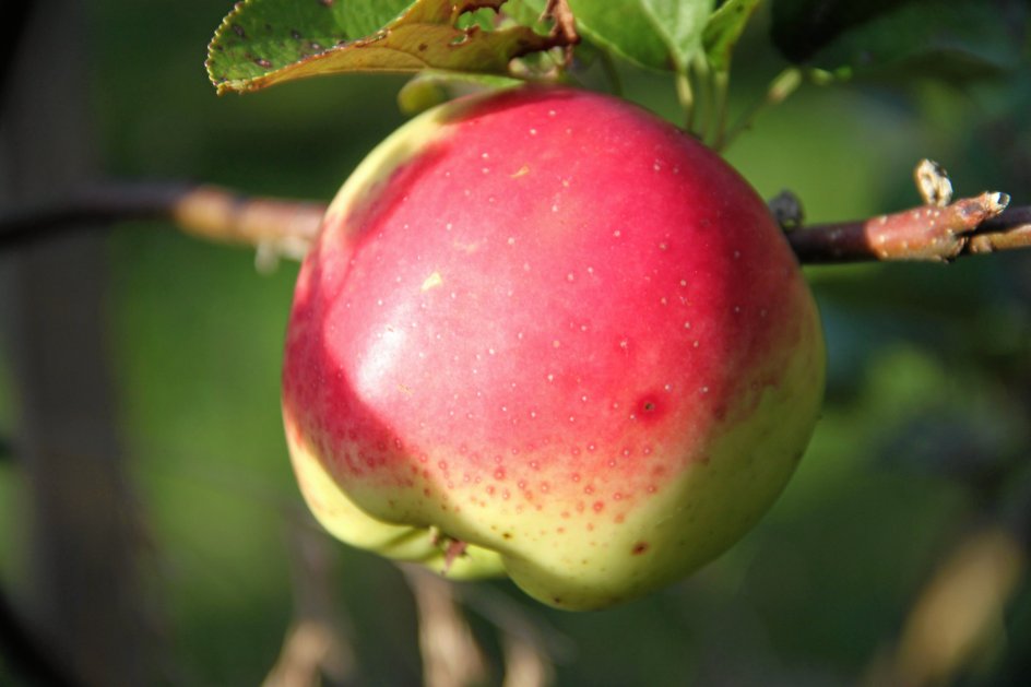 Frugten med de mange facetter | Kristeligt Dagblad