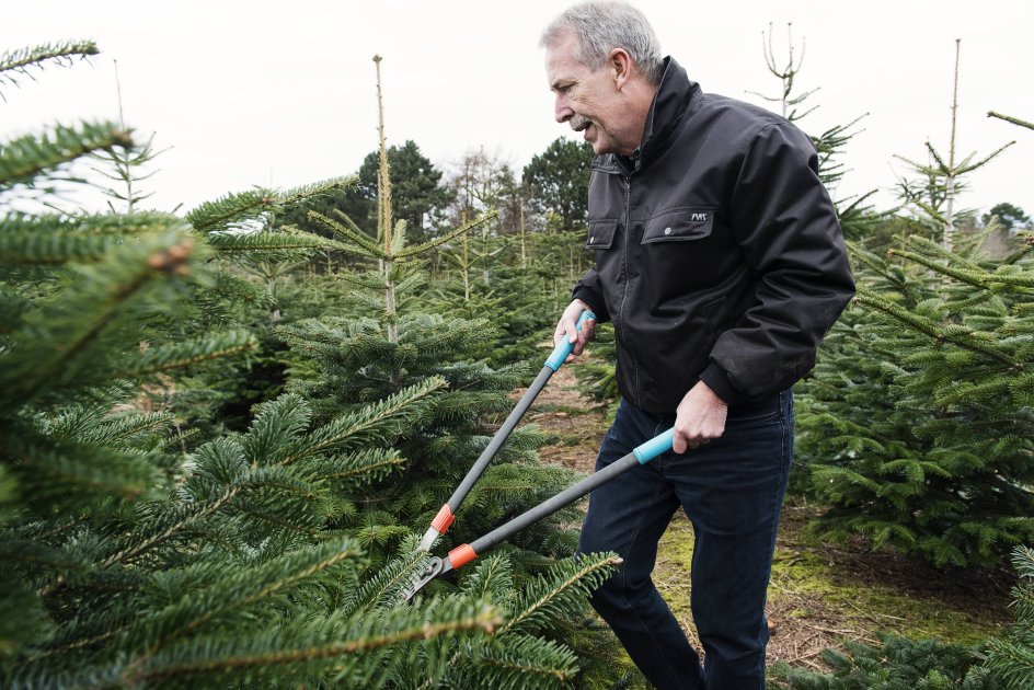 Niels Ebbe Pedersen lejer et areal ud på sin grund til en mand, der har juletræer, og han hjælper med at passe dem og klippe til. 