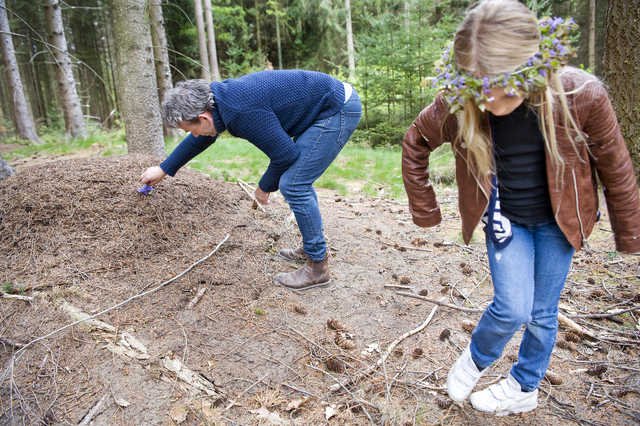 Egentlig skulle pigerne selv anbringe deres blomster på myretuen, men pigerne har svært ved at stå stille på benene for de røde skovmyrer kravler på deres ben og bider.  