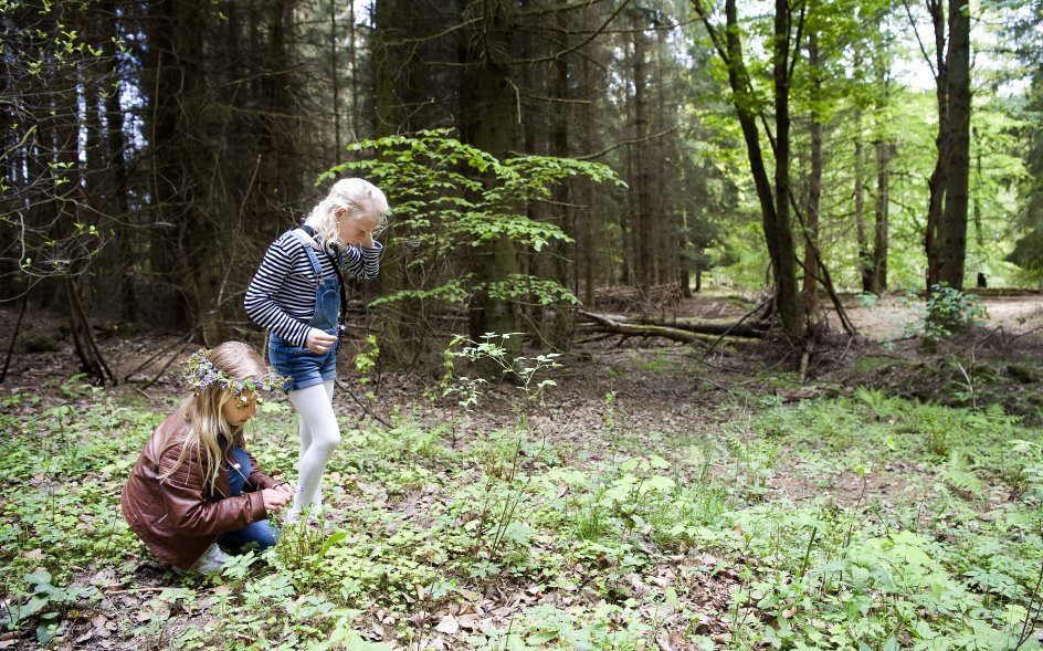 På vej ud til de røde skovmyrer skal pigerne plukke lilla blomster. Ole Laursen siger, at blomsterne skal bruges til et tryllenummer. Johanne bøjer sig straks for at plukke, mens Elva spejder efter violer i skovbunden. Snart har de hver en lille buket.