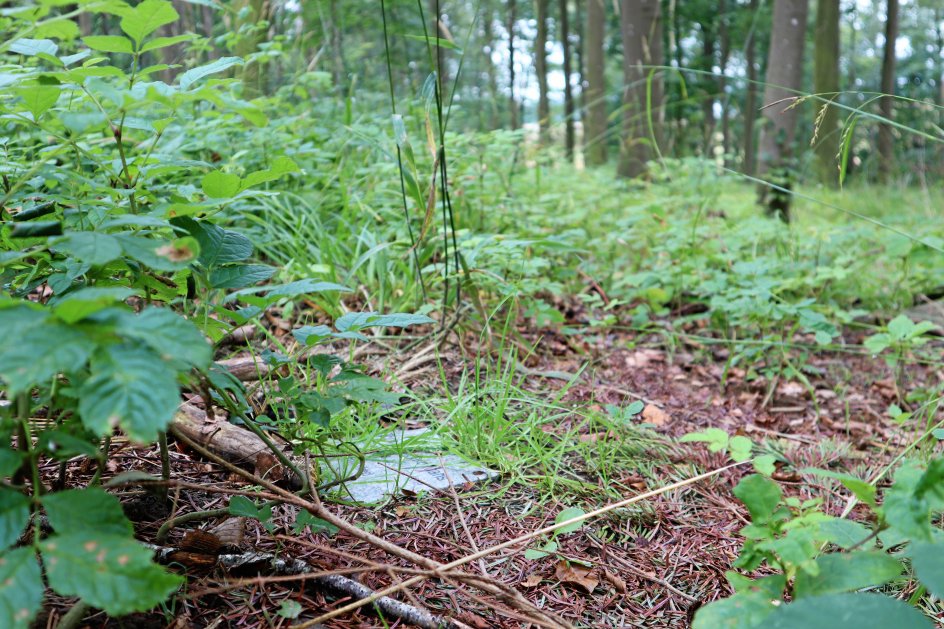 Små stenplader er placeret i skovbunden og markerer de nedsatte urner.