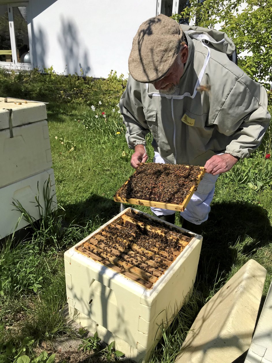 Biavler Hans-Erik Germuth har haft bier i 40 år og er ikke længere bange for at blive stukket, når han forsigtigt løfter tavlerne i bistadet op. Det gør han i øvrigt så lidt som muligt, for bier vil helst have fred. – Foto: Lise Kabell Søgaard.