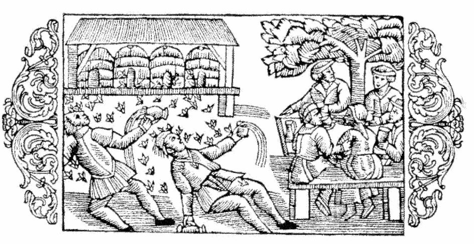 Træsnit fra Olaus Magnus’ ”Historia om de nordiska folken” fra 1555, som viser, hvad bier gør med folk, der lugter af øl. Påstanden om, at bestemte dufte skulle gøre bier mere aggressive, er dog aldrig videnkabeligt bevist. – Foto fra bogen.