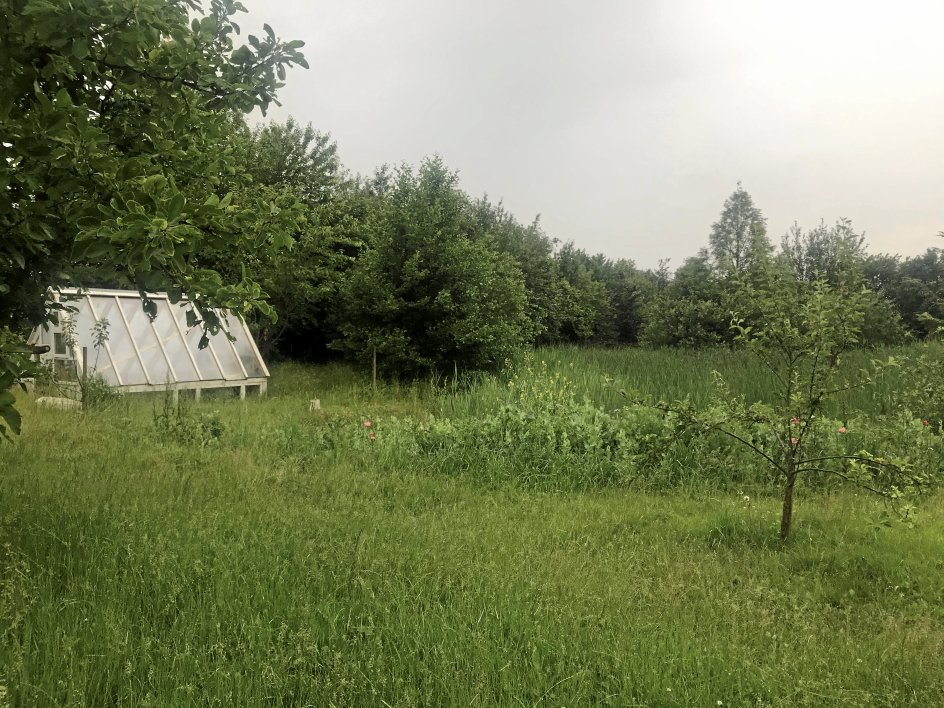 Nogle vil kalde det slendrian, men det har også sine fordele at lade haven gro til, for det vælter med insekter og fugle.