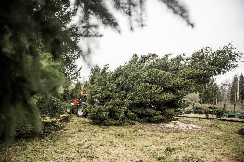 Der sælges 100.000 træer, som er meget større end de gennemsnitlige 1,75 meter. Her er det juletræet, som stod på Rådhusplad-sen i København i 2016.