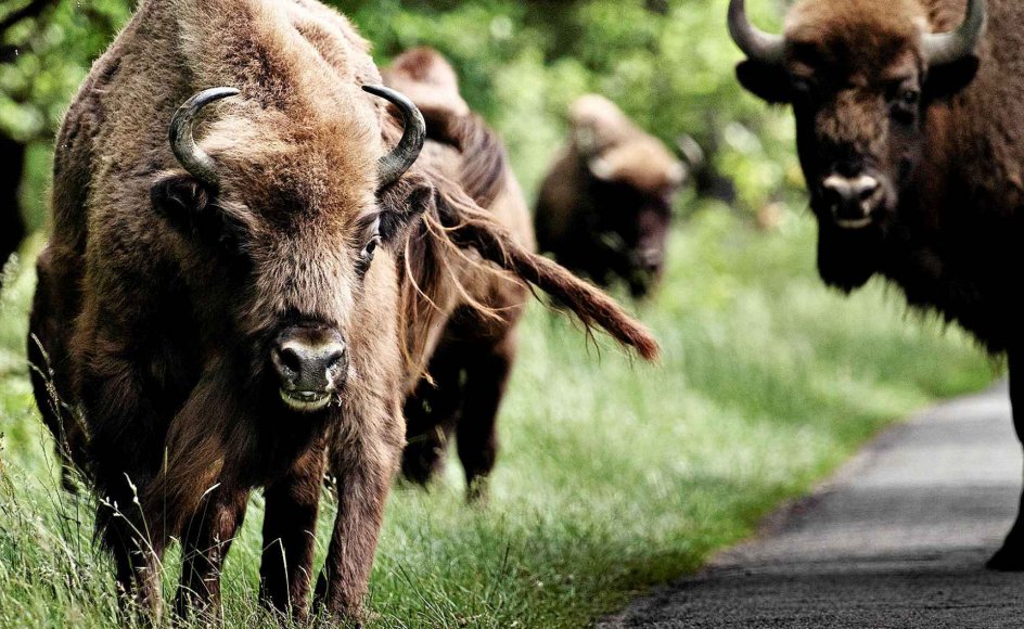 Skovrider om bornholmske bisonokser Det er som at gå på skattejagt med