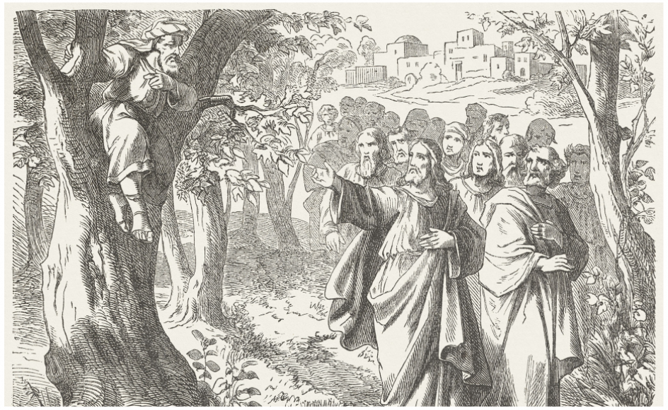 ”Zakæus, skynd dig at komme ned! I dag skal jeg være gæst i dit hus,” sagde Jesus, da han så ham sidde i træet. Og Zakæus tog ivrigt imod.
Illustration: Julius Schnorr von Carolsfeld/Getty Images