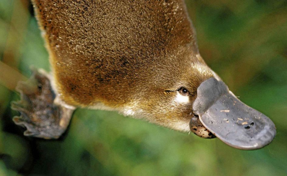 Næbdyrs dna sladrer om vores egen evolution | Kristeligt Næbdyrs dna sladrer om vores egen evolution | Kristeligt