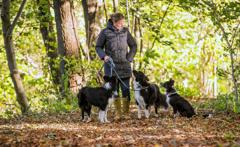 Når hunden bliver teenager, suser hormonerne rundt i kroppen, og den får svært ved at koncentrere sig. Hundetræner Christina Berantzino understreger, at det er en helt normal fase og sker for langt de fleste.