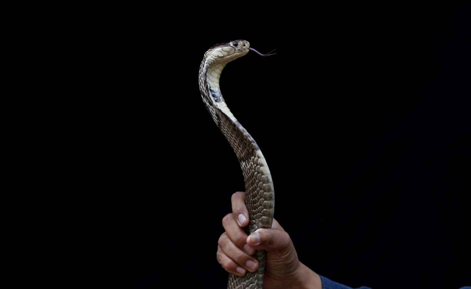 Fælles for mange af verdens mytologier og religioner er, at man sjældent skelner mellem slanger, drager og orme. Arkivfoto: Soe Zeya Tun/Reuters/Ritzau Scanpix