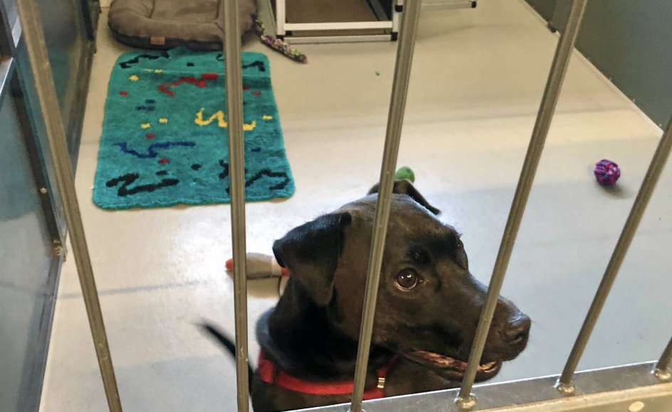 Patterdale-terrieren Rufus i sin boks på Dyrenes Beskyttelses internat i Roskilde, hvortil hunden kom, efter at den var blevet for stor en mundfuld for ejeren.