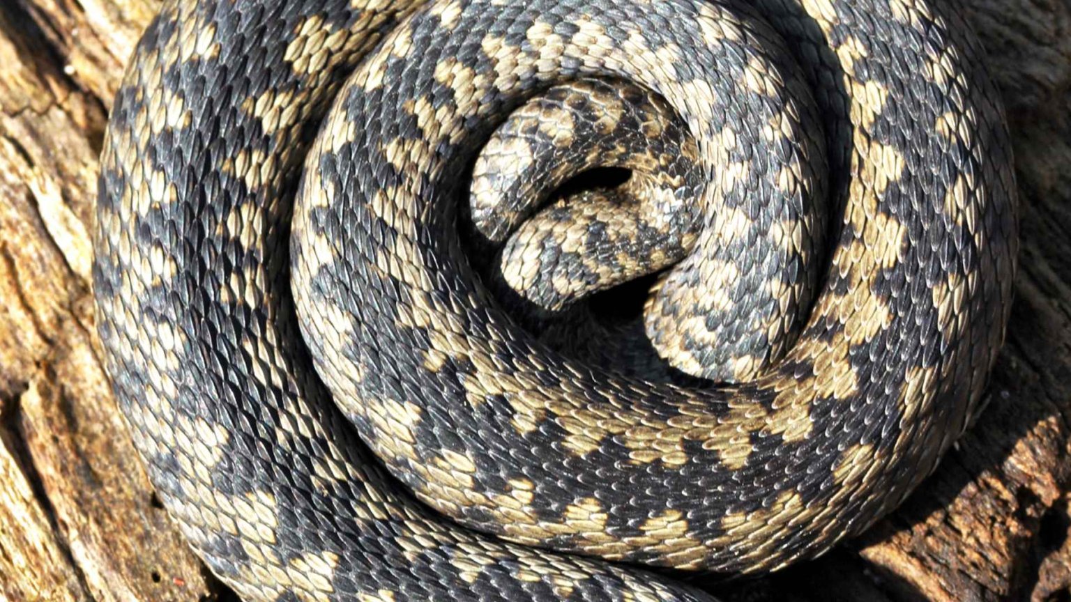 Hugorme hører sammen med solskin | Kristeligt Dagblad