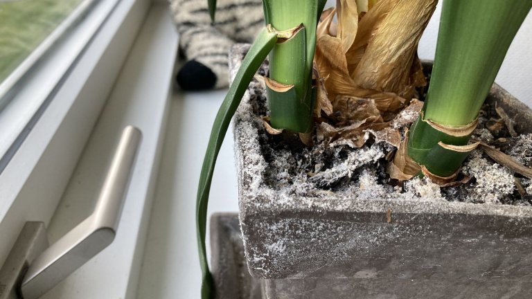 Læser til havebrevkassen: Hvad er det hvide støv på mine planter ...