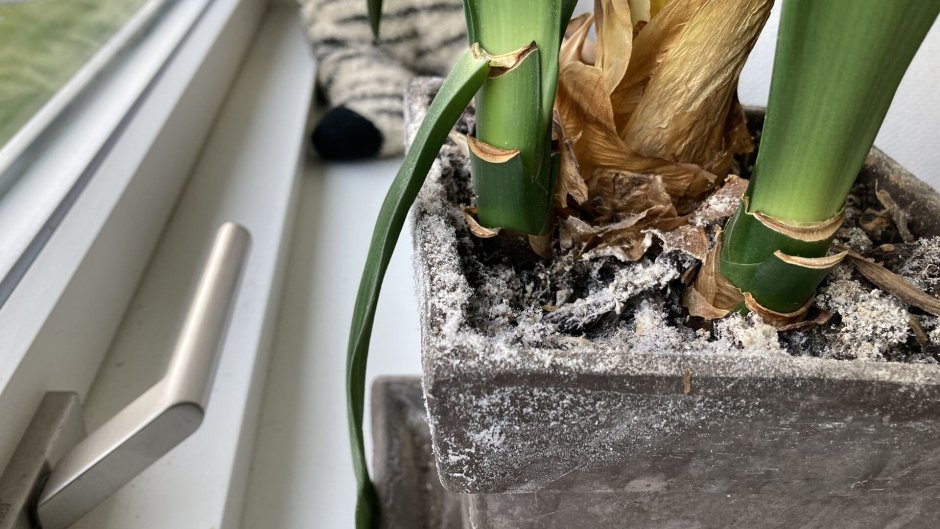 Læser til havebrevkassen: Hvad er det hvide støv på mine planter ...