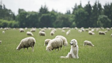 Vogterhunde findes i flere racer, hvoraf nogle er forbudt i Danmark. Fælles for dem er dog, at de er bekostelige at anskaffe (omkring 40.000 kroner for en færdigtrænet hund). På billedet ses en vogterhund af racen racen maremma abruzzese.