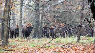 Den sjældne europæiske bison har allerede en lille delbestand på Bornholm, men nu får den efter planen seks gange mere plads, og der kommer nye dyr til øen.