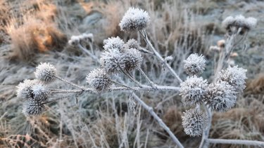 Frøstanden står i haven hele vinteren og er en god energikilde for mange småfulge, der skal opretholde en kropstemperatur på 40 grader. Her burren, som især opsøges af de farverige stillitser.