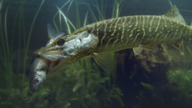 "Den seneste naturudsendelse, jeg har set, var DR’s store satsning 'Vilde vidunderlige Danmark' (2020). I den er der ingen ende på denne menneskeliggørelse af naturen," skriver Lars Handesten. Her ses et billede fra programmet.
