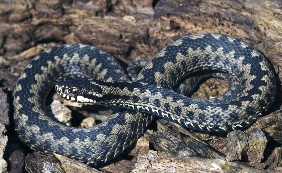 Hugormen lader op i solen | Kristeligt Dagblad